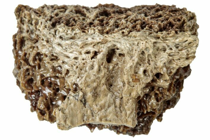 Fossil Tyrannosaur (T rex) Bone Section - Wyoming #313905